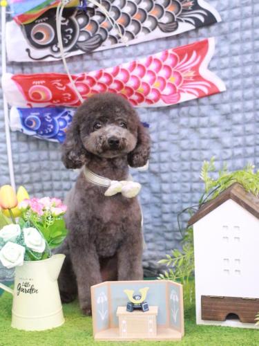 20230502chipieちゃん